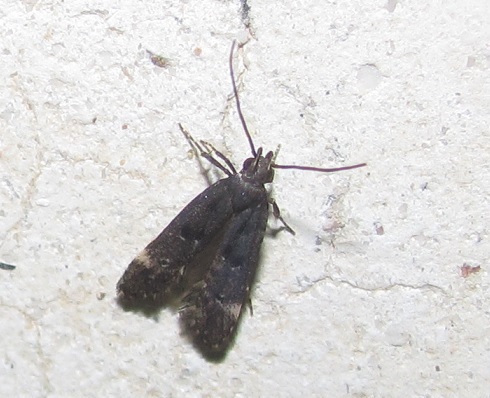 Dichomeris alacella (Gelechiidae)? S